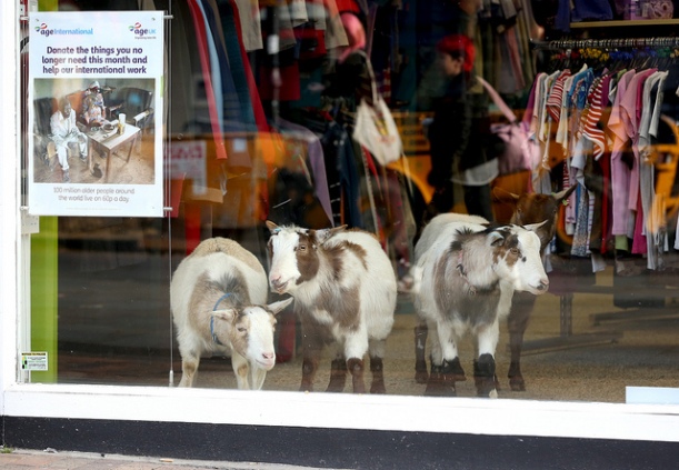 Age UK goats in charity shop window